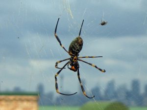 Golden orb spider with an insect caught in its web. Image: Creative Commons, Greg Schechter.