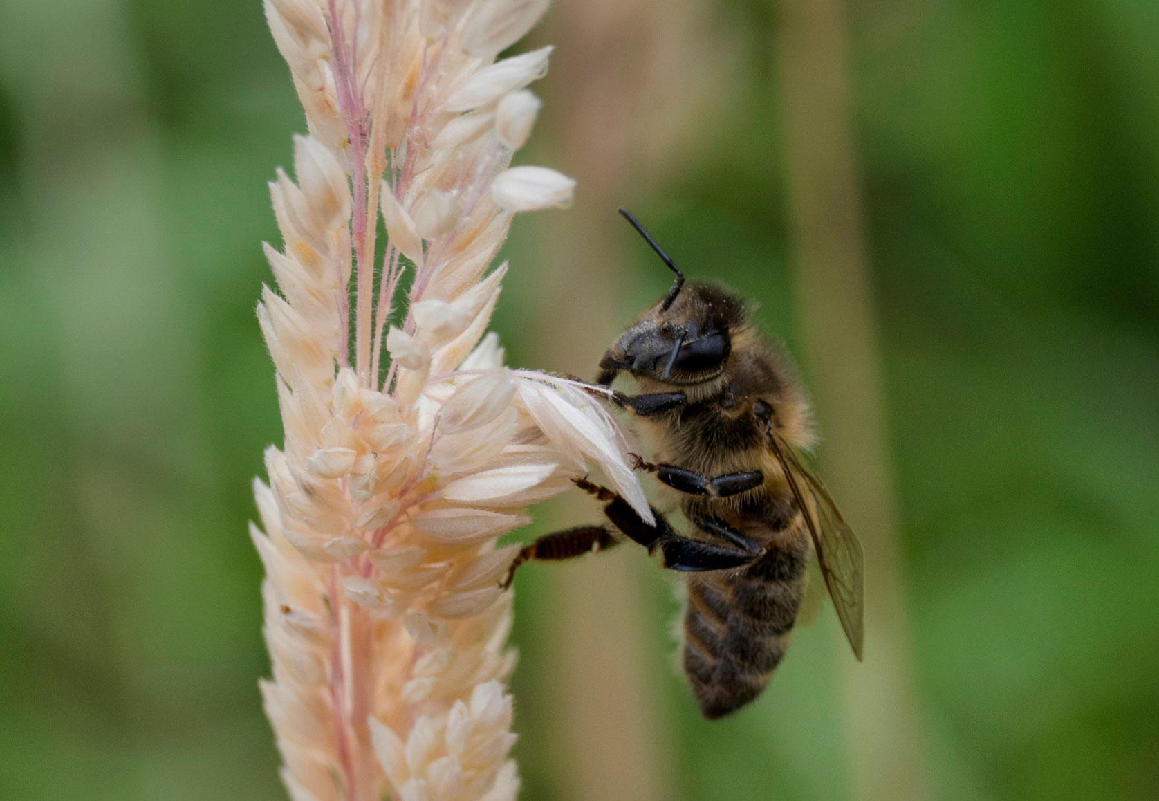 Bee searching for nectar. Image: CC, Paul van de Velde