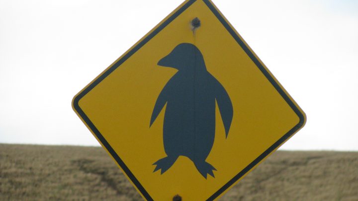 A yellow road sign with a penguin silhouette. Pic: Arthur Chapman, CC