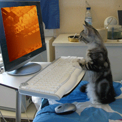 cat computer