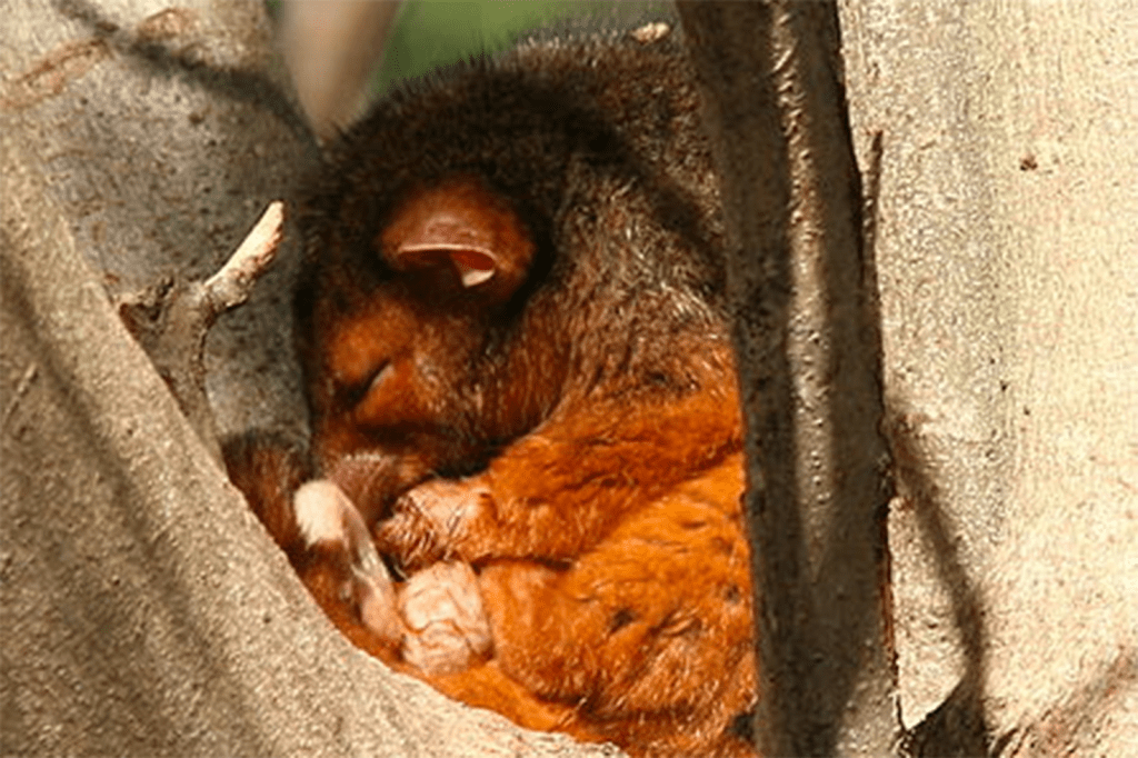 A common Australian ringtail possum